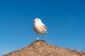 Seagull is standing on a beach umbrella. Royalty Free Stock Photo