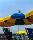 Seagull Standing on Beach Umbrella Royalty Free Stock Photo