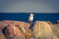 Seagull standing on big rocks Royalty Free Stock Photo