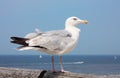 Seagull