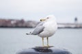 Seagull standing on a bollard and looking at the camera on a cold cloudy day in winter.