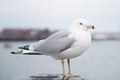 Seagull standing on a bollard and looking at the camera on a cold cloudy day in winter.