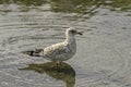 Seagull standing on a Bow River Royalty Free Stock Photo