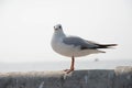 Seagull standing on a bridge at Miami,USA Royalty Free Stock Photo