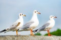 seagull standing on bridge, top view silhouette. Bird flies over the sea, Seagull hover over deep blue sea, Gull hunting down fish Royalty Free Stock Photo