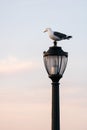 Seagull standing on a cast iron street lamp at dusk
