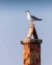 Seagull standing on a chimney Royalty Free Stock Photo