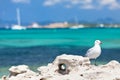 Seagull standing on the coastal rock. Royalty Free Stock Photo