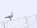 Seagull standing on a concrete bridge .