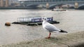 Seagull at river bank of Thames Royalty Free Stock Photo
