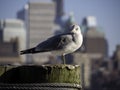 A seagull rests on a pire in a big city.