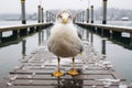 a seagull standing on a dock in front of a body of water