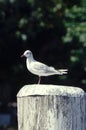 Seagull standing on the docking post Royalty Free Stock Photo