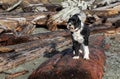 Dog standing on driftwood log on beach Royalty Free Stock Photo