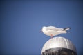 Seagull standing on a drity street lamp