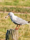 Seagull standing on fence post with beak full of bread Royalty Free Stock Photo