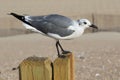 Seagull standing on a fence post Royalty Free Stock Photo