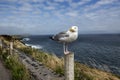 Seagull standing on a fencepost with a beautiful coastline behind