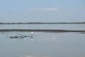 A seagull is standing on a floating piece of wood. Lake view with birds, Danube delta in Romania Royalty Free Stock Photo