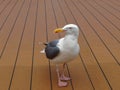 Seagull standing on the floor boat Royalty Free Stock Photo