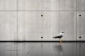 a seagull standing in front of a concrete wall