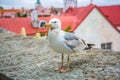 Seagull standing in front of the old town of Tallinn in Estonia Royalty Free Stock Photo