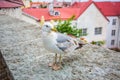 Seagull standing in front of the old town of Tallinn in Estonia Royalty Free Stock Photo