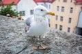 Seagull standing in front of the old town of Tallinn in Estonia Royalty Free Stock Photo