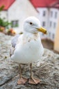 Seagull standing in front of the old town of Tallinn in Estonia Royalty Free Stock Photo