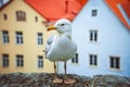 Seagull standing in front of the old town of Tallinn in Estonia Royalty Free Stock Photo