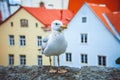 Seagull standing in front of the old town of Tallinn in Estonia Royalty Free Stock Photo