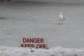 Seagull standing on a frozen pond with warning sign Royalty Free Stock Photo
