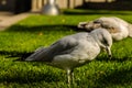 Seagull standing on green grass