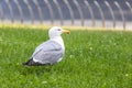 A seagull standing on the green grass Royalty Free Stock Photo