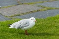 Seagull standing in green summer grass Royalty Free Stock Photo