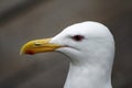 Seagull Royalty Free Stock Photo