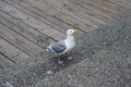 Seagull Royalty Free Stock Photo