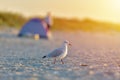 Seagull standing on his feet on the beach at sunrise. Close up v Royalty Free Stock Photo