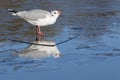 A seagull standing on the ice : Southampton Common Royalty Free Stock Photo