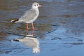 A seagull standing on the ice : Southampton Common Royalty Free Stock Photo