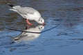 A seagull standing on the ice drinking: Southampton Common Royalty Free Stock Photo