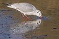 A seagull standing on the ice drinking: Southampton Common Royalty Free Stock Photo