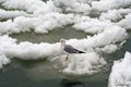 Seagull Standing on ice