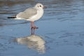 A seagull standing on the ice : Southampton Common Royalty Free Stock Photo