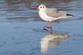 A seagull standing on the ice : Southampton Common Royalty Free Stock Photo