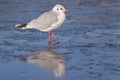 A seagull standing on the ice : Southampton Common Royalty Free Stock Photo