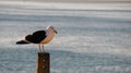 Seagull standing ion a post Royalty Free Stock Photo