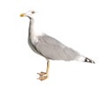 Seagull standing on its feet, seabird, close-up isolated on white background with clipping path Royalty Free Stock Photo