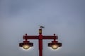 Seagull standing on a japanese eletric lamp - Tokyo, Japan