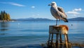 Seagull standing on jetty, enjoying tranquil sea, surrounded by nature generated by AI Royalty Free Stock Photo